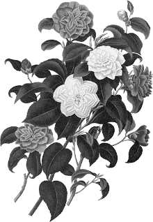 web design flowers