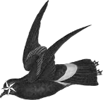 web design bird